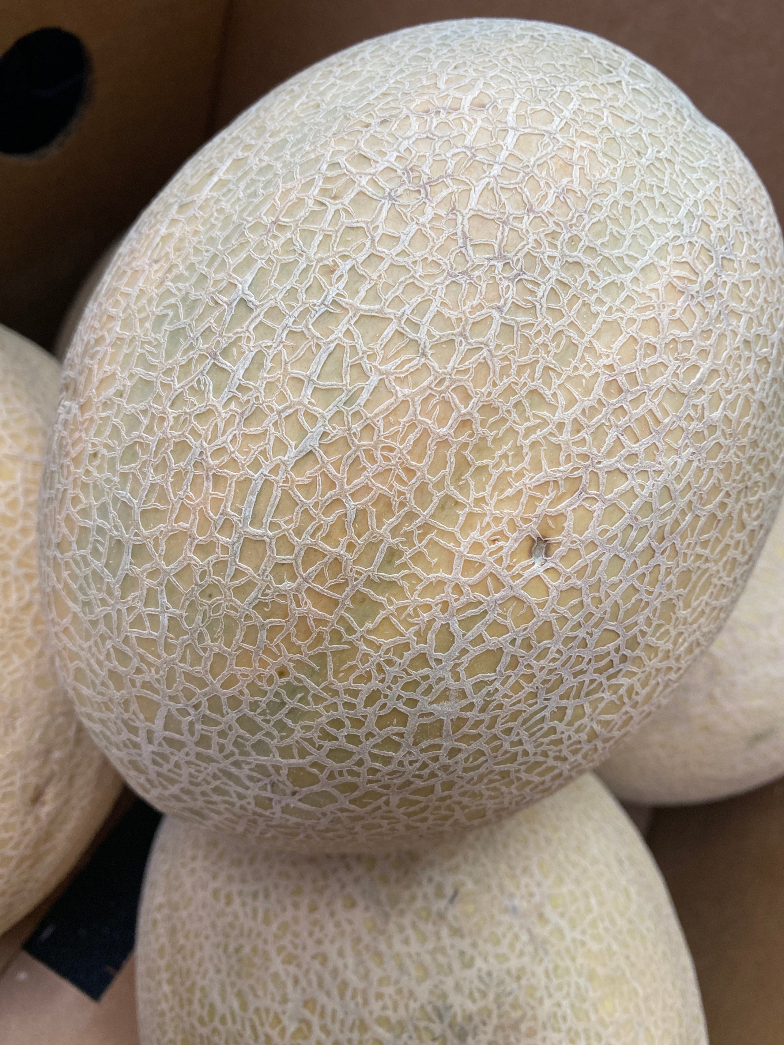 Detailed Store In Oklahoma Where I Can Buy Rockyford Cantaloupe Design Concept Detailed Store In Oklahoma Where I Can Buy Rockyford Cantaloupe Design Concept